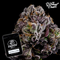 J.D. Genetics - Zanana Flambe - 10 Seeds