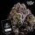 J.D. Genetics - Zanana Flambe - 10 Seeds