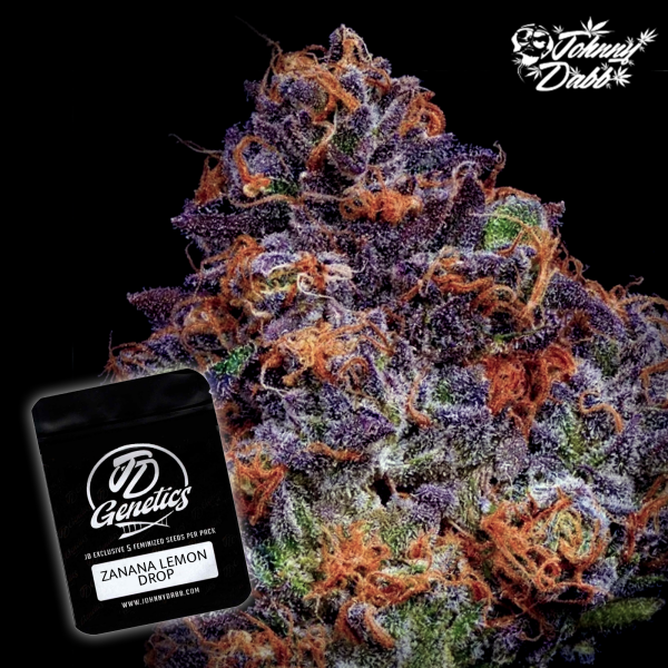J.D. Genetics - Zanana Lemon Drop - 10 Seeds