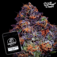 J.D. Genetics - Zanana Lemon Drop - 10 Seeds