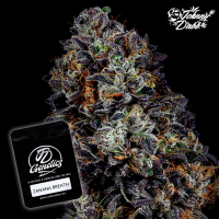 J.D. Genetics - Zanana Breath - 10 Seeds