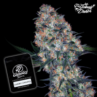 J.D. Genetics - Cherry Zanana