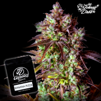 J.D. Genetics - Banana Pizza