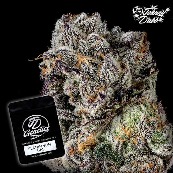 J.D. Genetics - Platan von Gas - 10 Seeds