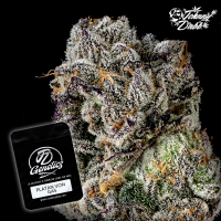 J.D. Genetics - Platan von Gas - 10 Seeds