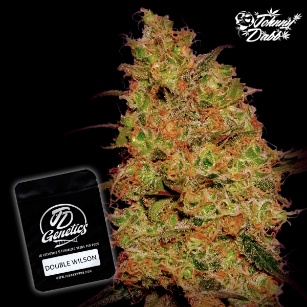 J.D. Genetics - Double Wilson - 10 Seeds