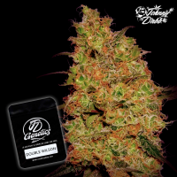J.D. Genetics - Double Wilson - 10 Seeds
