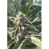 J.D. Genetics - Double Wilson - 10 Seeds