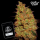 J.D. Genetics - Double Wilson - 10 Seeds