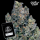 J.D. Genetics - Cherry Pie Wilson -  10 Seeds