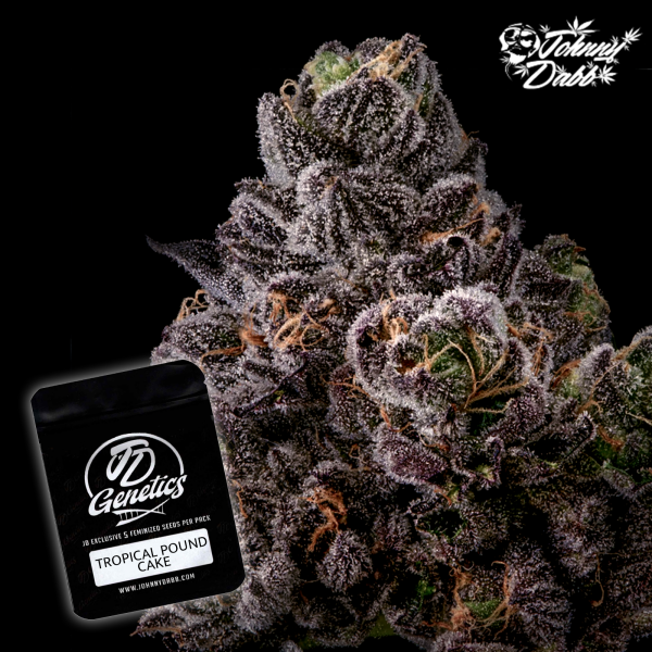 J.D. Genetics - Tropical Pound Cake - 10 Seeds