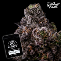 J.D. Genetics - Tropical Pound Cake - 10 Seeds