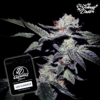 J.D. Genetics - Gak Gumdrop - 10 Seeds