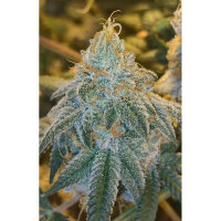 J.D. Genetics - Gak Gumdrop - 10 Seeds