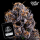 J.D. Genetics - Peanut Butter Jelly - 10 Seeds
