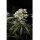 J.D. Genetics - Peanut Butter Jelly - 10 Seeds