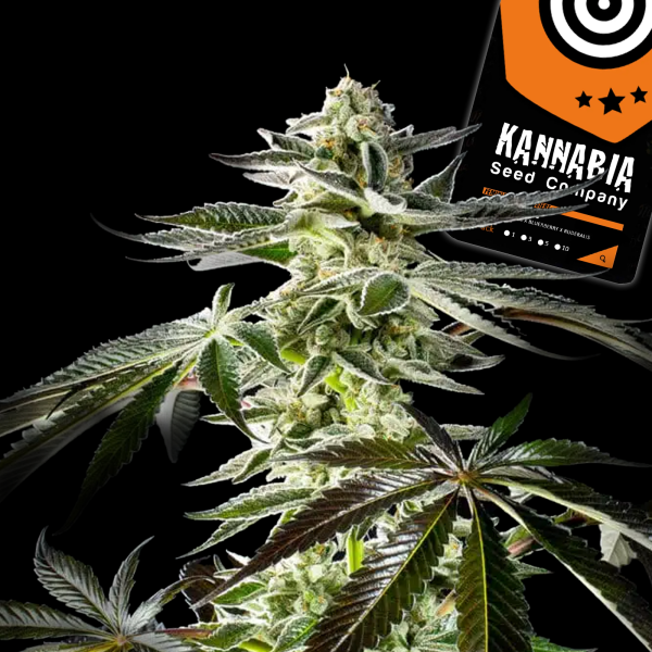 Kannabia Seed Company - Apple & Bananas -  3 Seeds