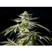 Kannabia Seed Company - Apple & Bananas -  3 Seeds