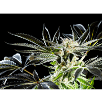 Kannabia Seed Company - Apple & Bananas -  3 Seeds