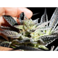 Kannabia Seed Company - Apple & Bananas -  3 Seeds