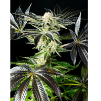 Kannabia Seed Company - Apple & Bananas -  3 Seeds