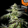 Kannabia Seed Company - Apple & Bananas -  3 Seeds