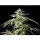 Kannabia Seed Company - Apple & Bananas -  3 Seeds
