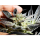 Kannabia Seed Company - Apple & Bananas -  3 Seeds