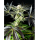 Kannabia Seed Company - Apple & Bananas -  3 Seeds