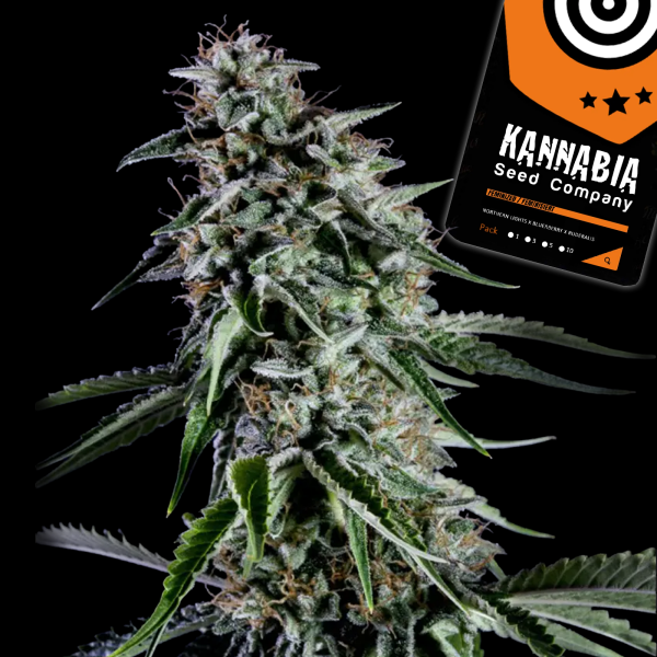 Kannabia Seed Company - Rainbow Sherbert #11