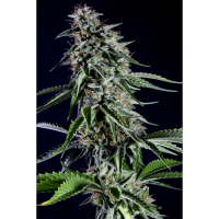Kannabia Seed Company - Rainbow Sherbert #11
