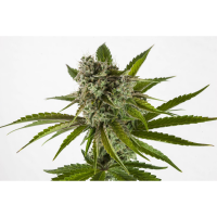 Kannabia Seed Company - Rainbow Sherbert #11