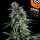 Kannabia Seed Company - Rainbow Sherbert #11