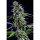 Kannabia Seed Company - Rainbow Sherbert #11
