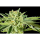Kannabia Seed Company - Rainbow Sherbert #11
