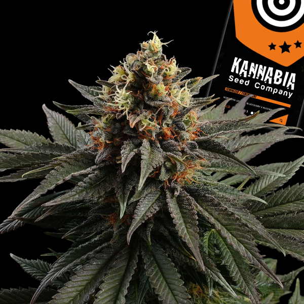Kannabia Seed Company - Sativa Dream