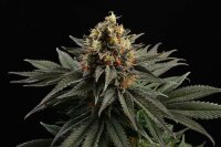 Kannabia Seed Company - Sativa Dream