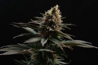 Kannabia Seed Company - Sativa Dream
