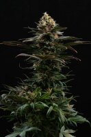 Kannabia Seed Company - Sativa Dream