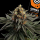 Kannabia Seed Company - Sativa Dream