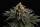 Kannabia Seed Company - Sativa Dream