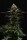 Kannabia Seed Company - Sativa Dream
