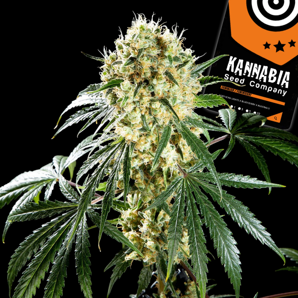 Kannabia Seed Company - Oreoz Usa - 3 Seeds