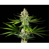 Kannabia Seed Company - Oreoz Usa - 3 Seeds