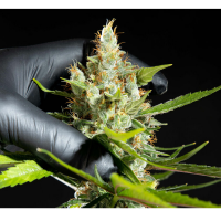 Kannabia Seed Company - Oreoz Usa - 3 Seeds