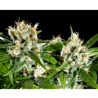Kannabia Seed Company - Oreoz Usa - 3 Seeds