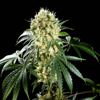 Kannabia Seed Company - Oreoz Usa - 3 Seeds