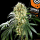 Kannabia Seed Company - Oreoz Usa - 3 Seeds