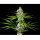 Kannabia Seed Company - Oreoz Usa - 3 Seeds
