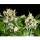 Kannabia Seed Company - Oreoz Usa - 3 Seeds